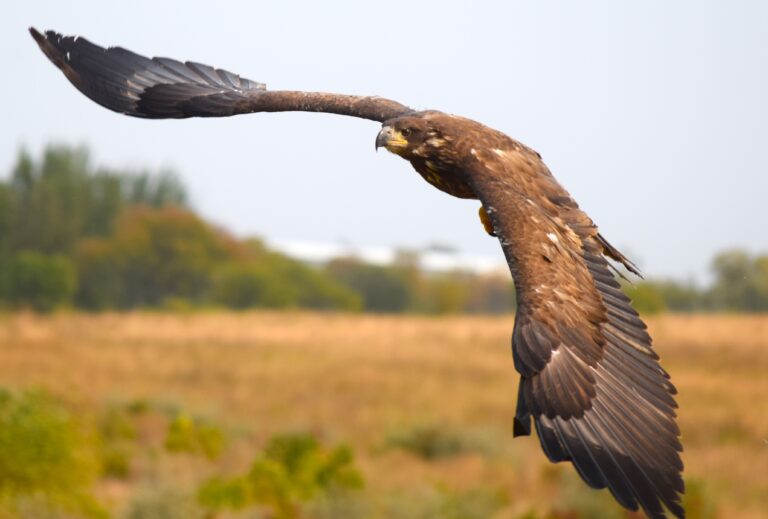 Eagle11
