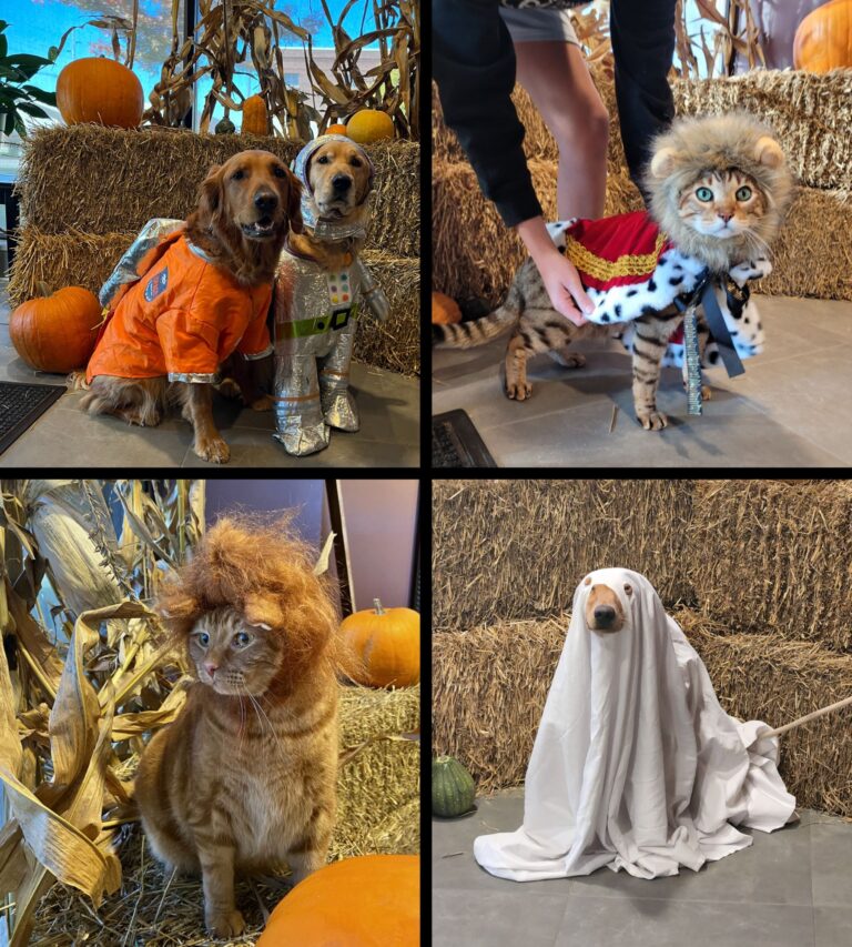 Pet contest