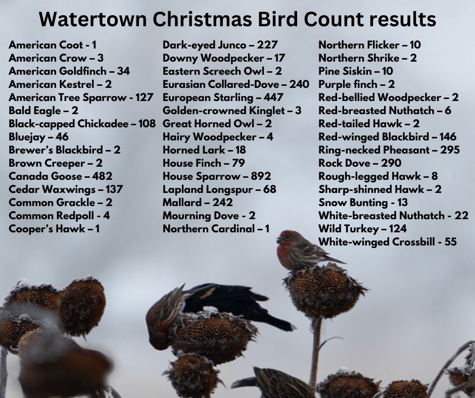 First Watertown Christmas Bird Count a success | Watertown Current