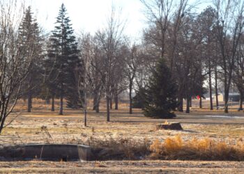 Former tree at McKinley Park
