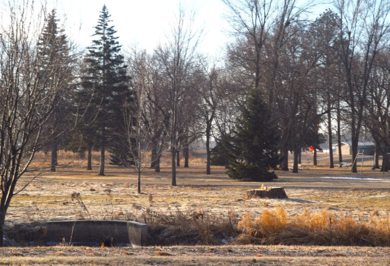 Former tree at McKinley Park