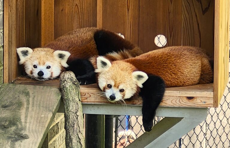 Red Pandas