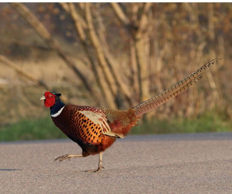 Pheasant