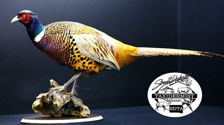 Taxidermy