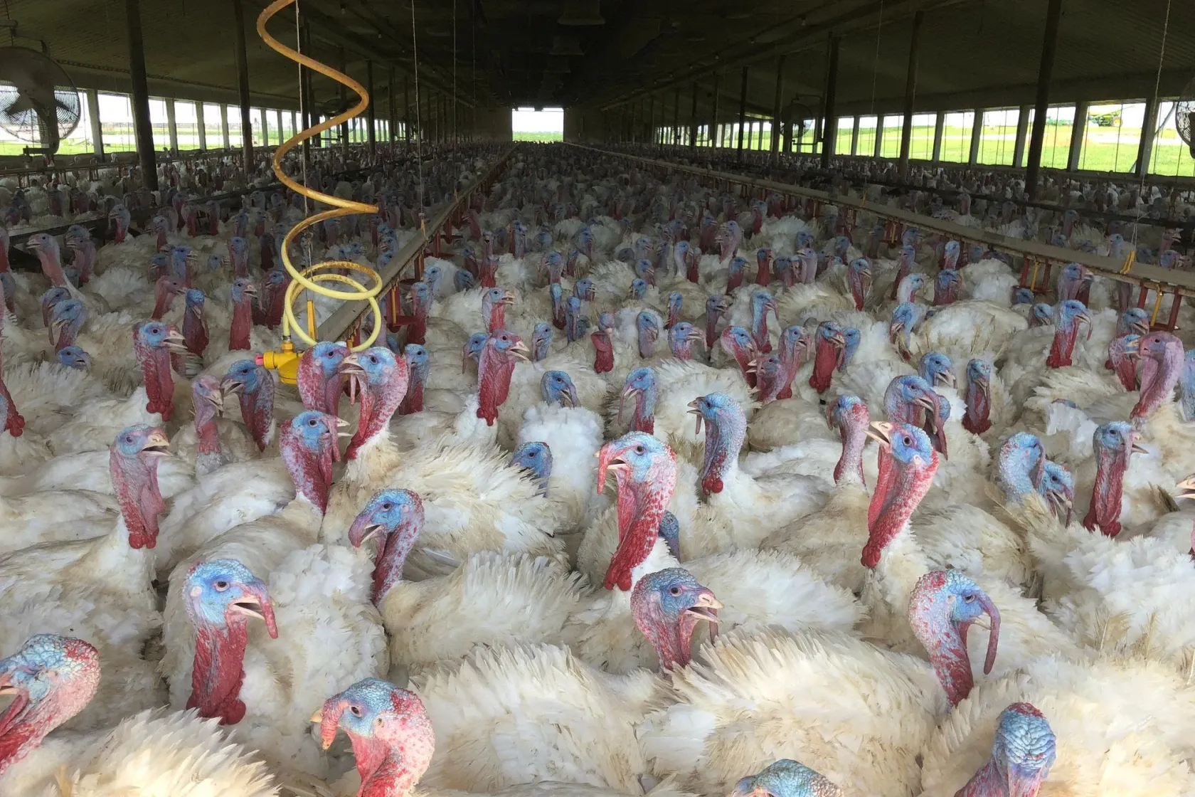 2019 CAFO adult turkeys