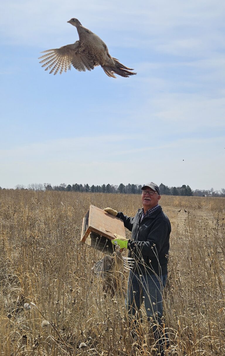 Pheasant Release