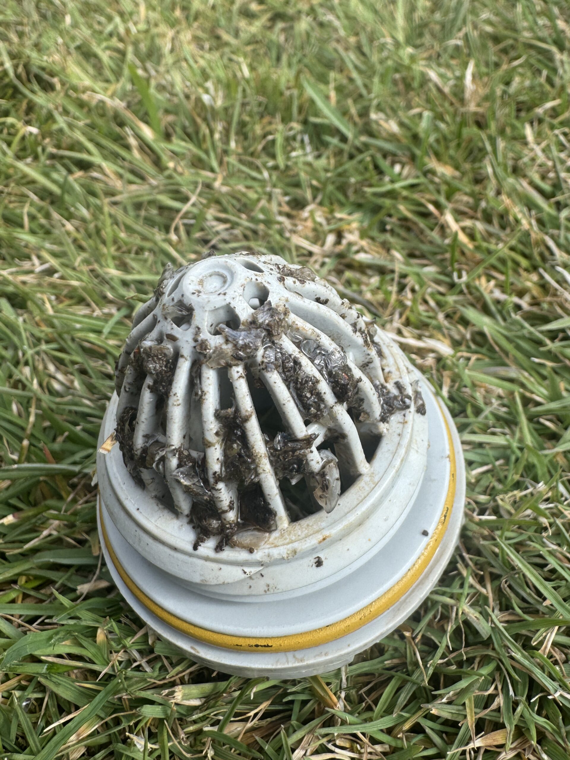 Main Zebra2 scaled
