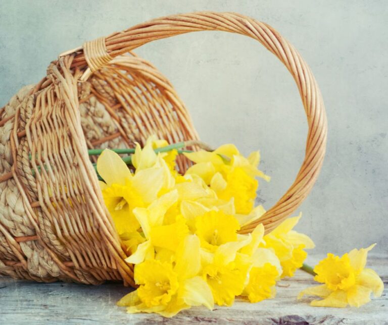 May Basket