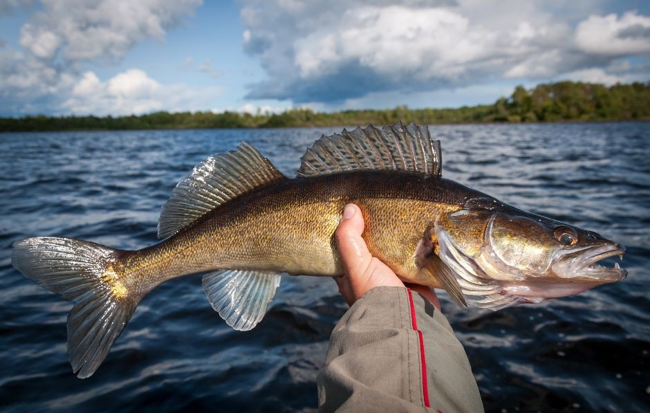 Walleye
