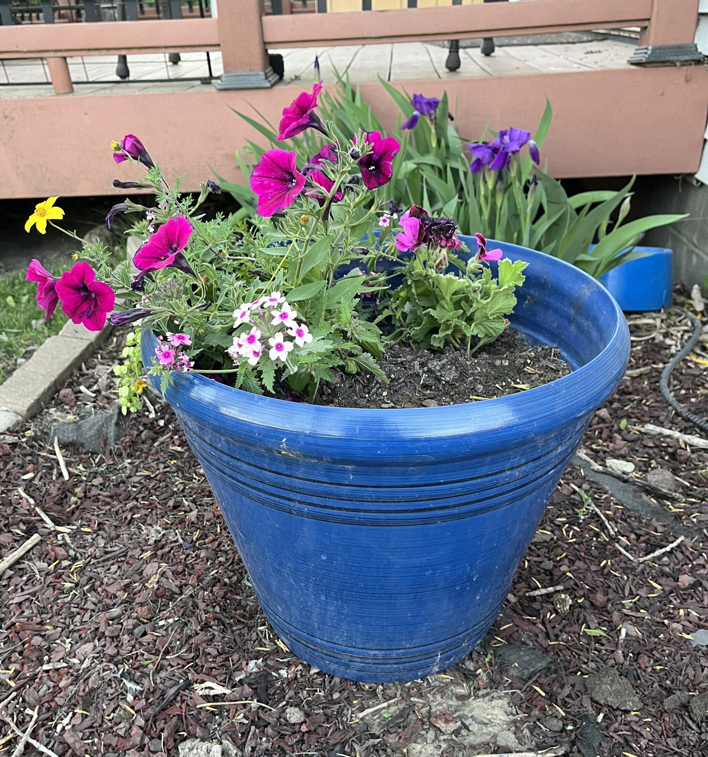 Nelsons flowerpot scaled