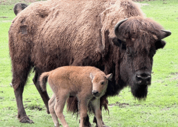 bison 1
