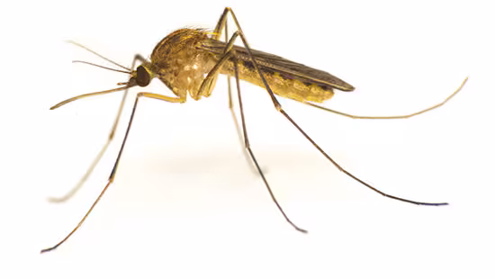 Mosquito Culex quinquefasciatus