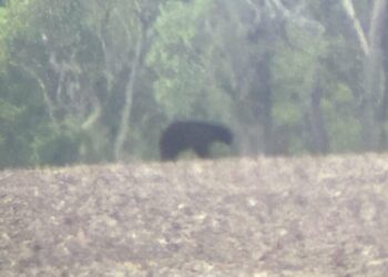 Juvenile black bear south of Watertown scaled e1748462231371