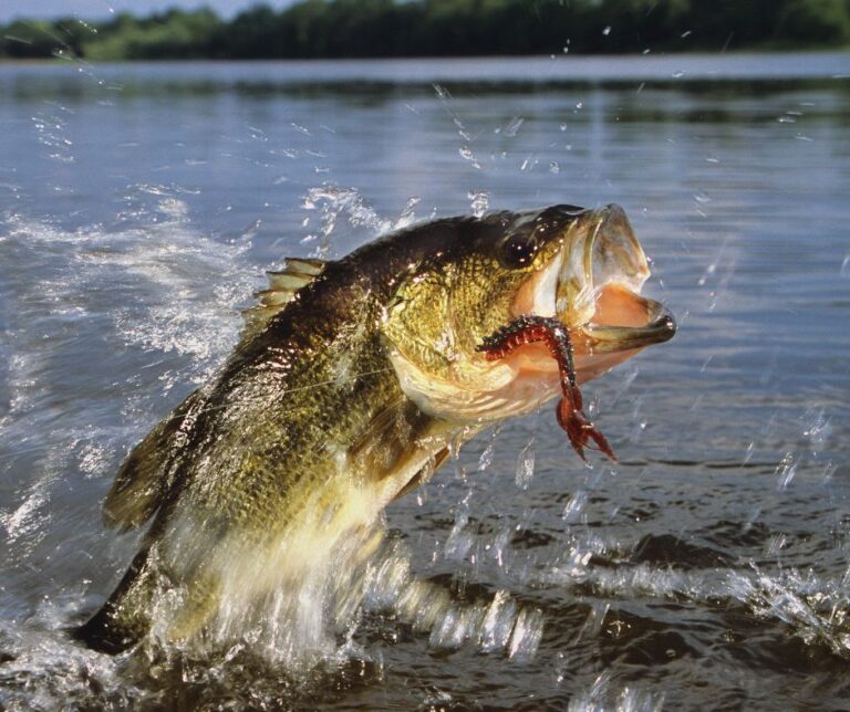 Fishing