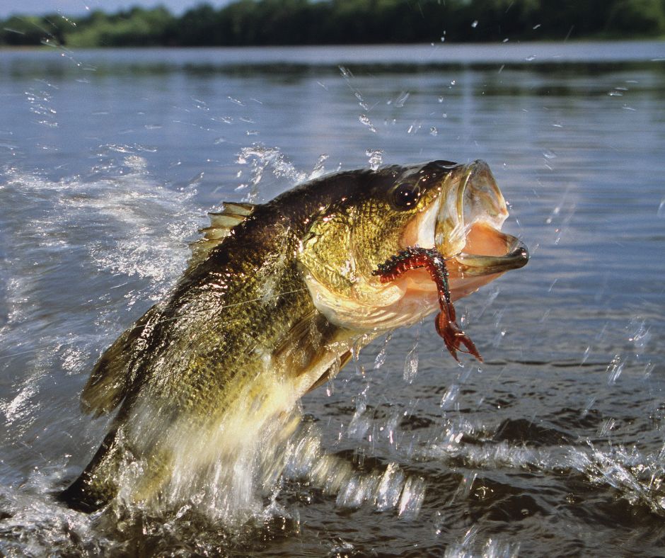 Fishing