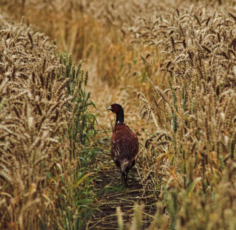Pheasant photo