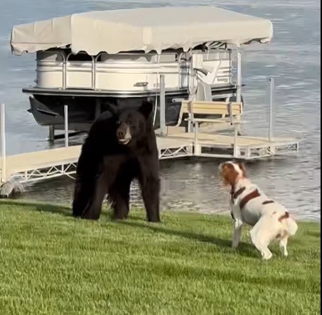 Dalke Bear