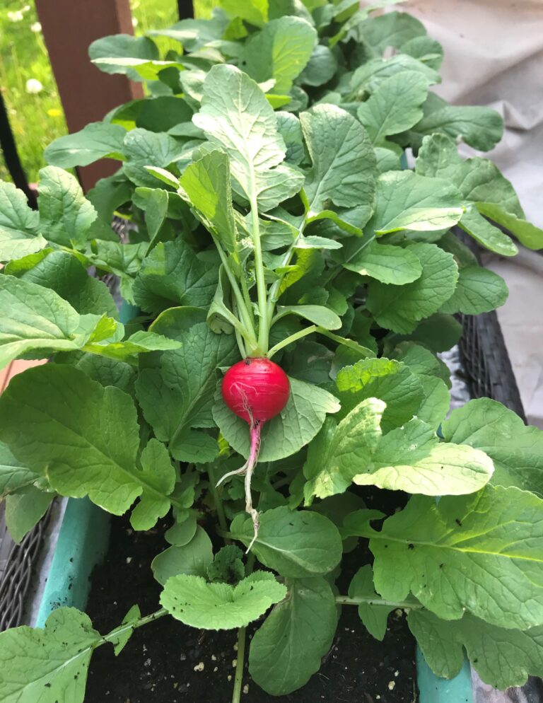A fresh red radish
