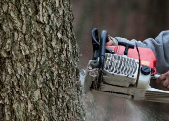 Ash tree cut