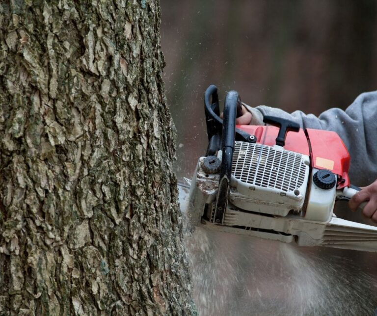 Ash tree cut