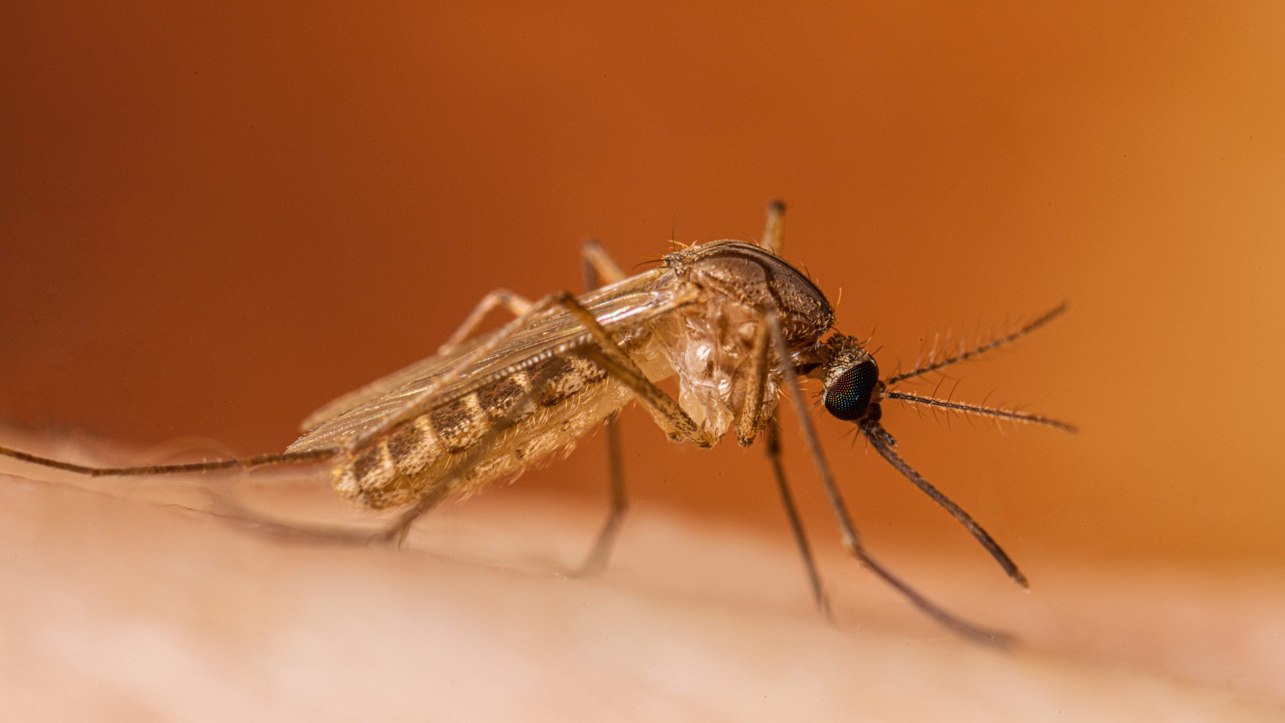 Mosquito