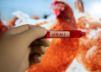 Bird flu risk remains for South Dakota, other Plains states 4 Bird Flu