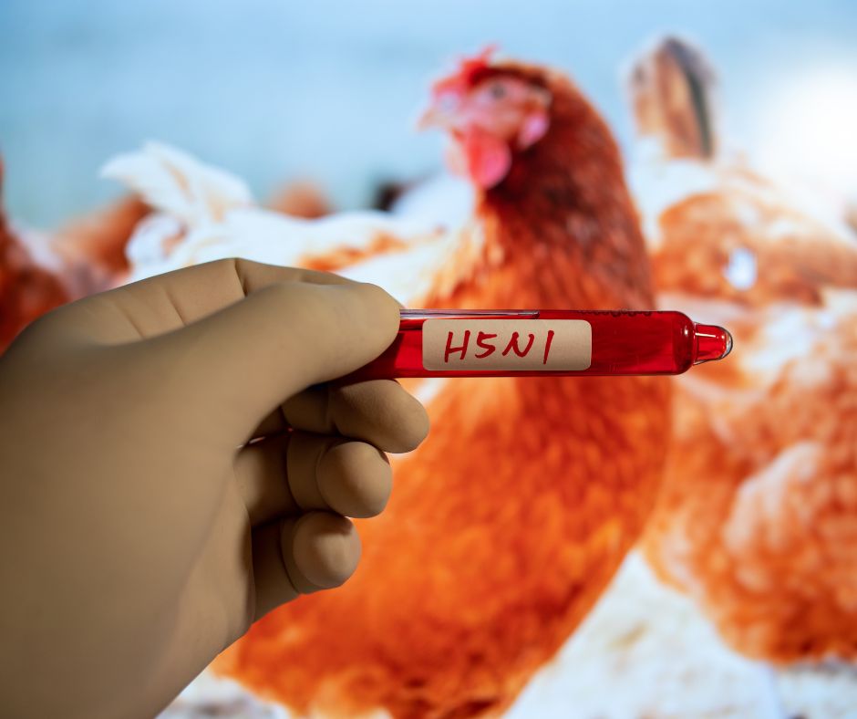 Bird Flu