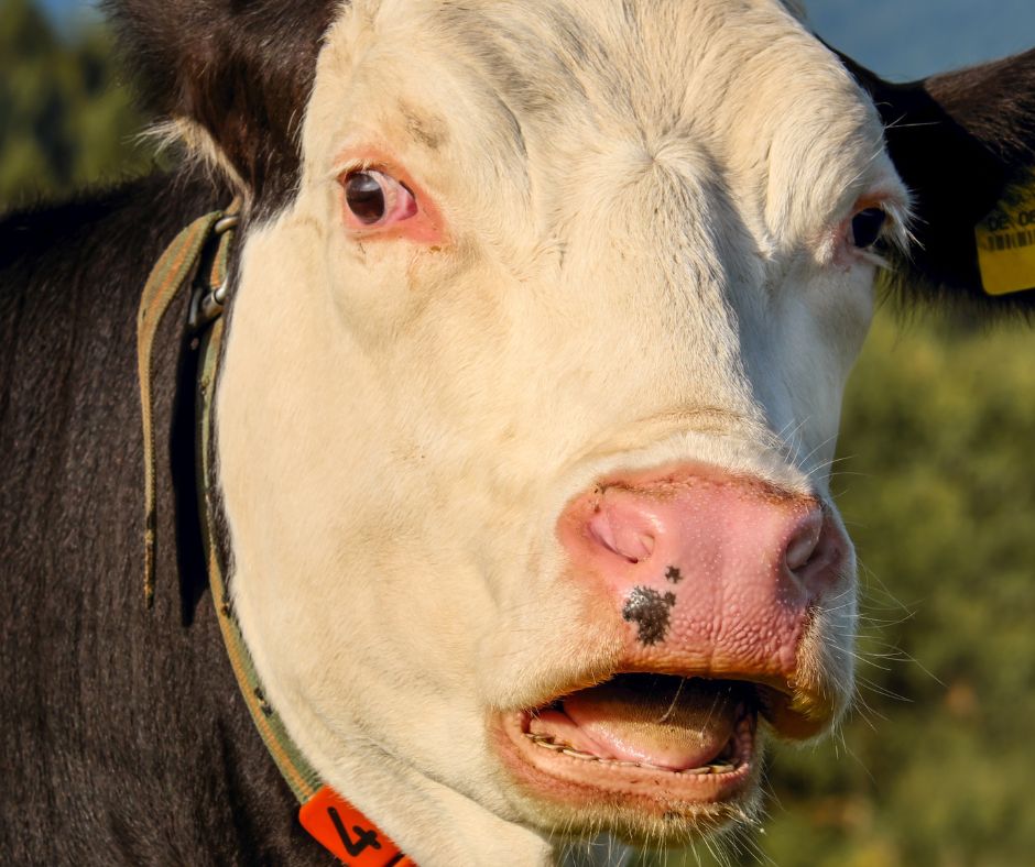 beef