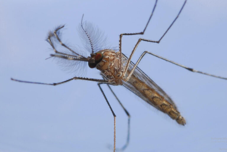 Mosquito 1