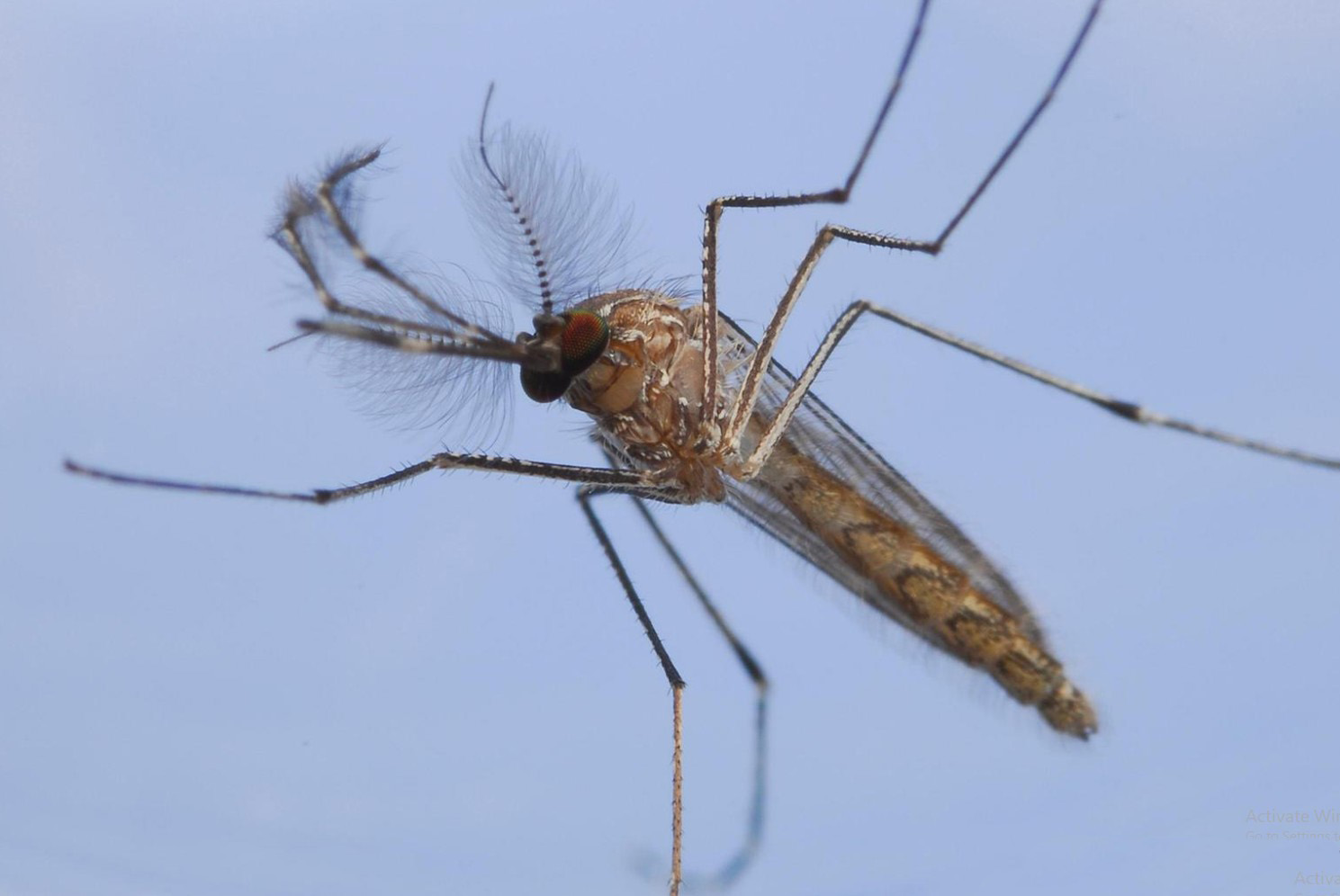 Mosquito 1