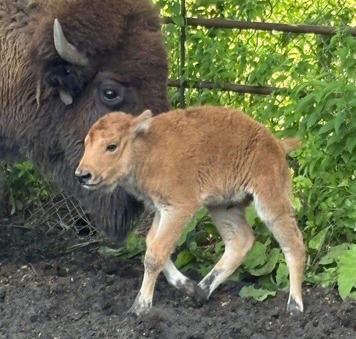 bison calf with mom e1756390421734