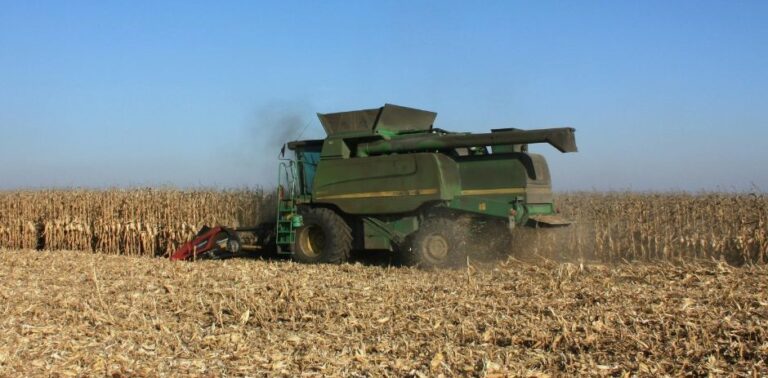 Corn harvest