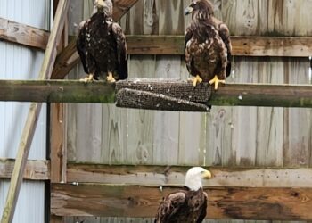 Zoo eagles