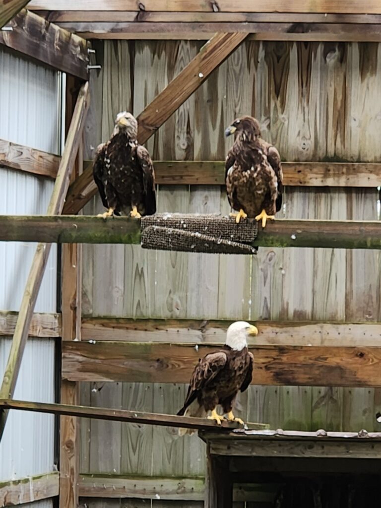 Zoo eagles