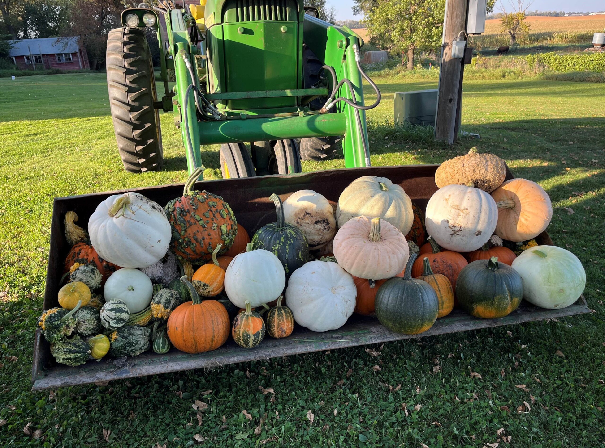 load o pumpkins