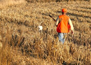 pheasant hunting
