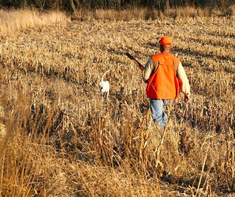pheasant hunting