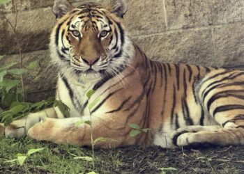 Big tiger
