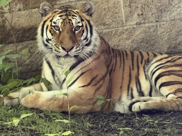Big tiger