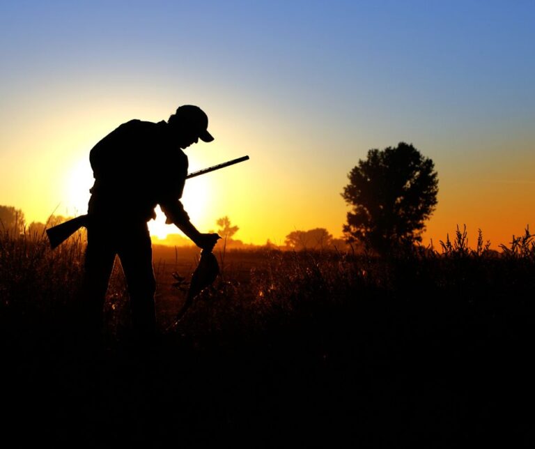 Pheasant Hunting good