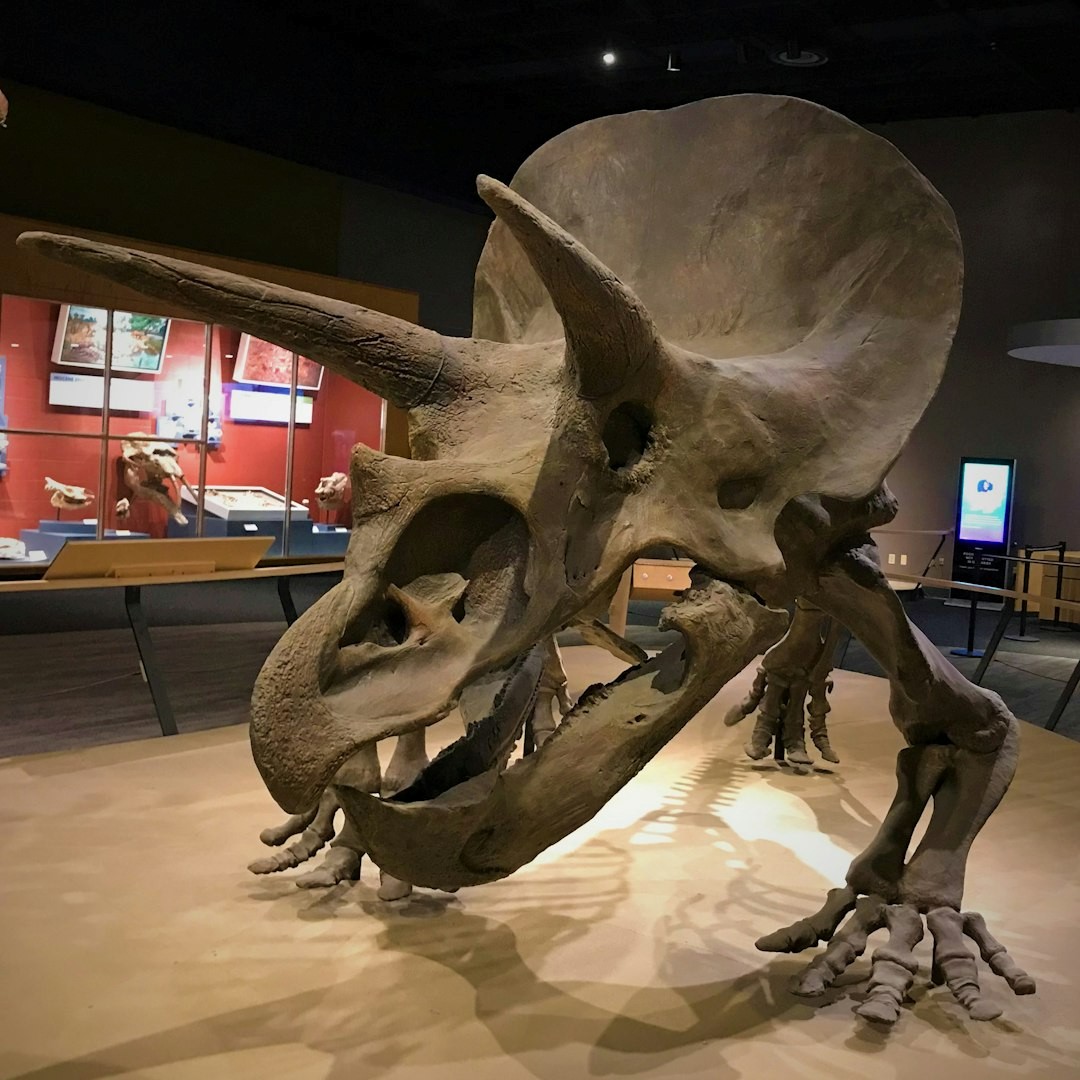 Trceratops