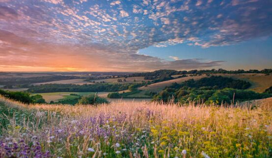Summer Fields