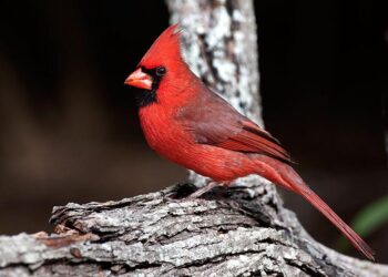 northern cardinal
