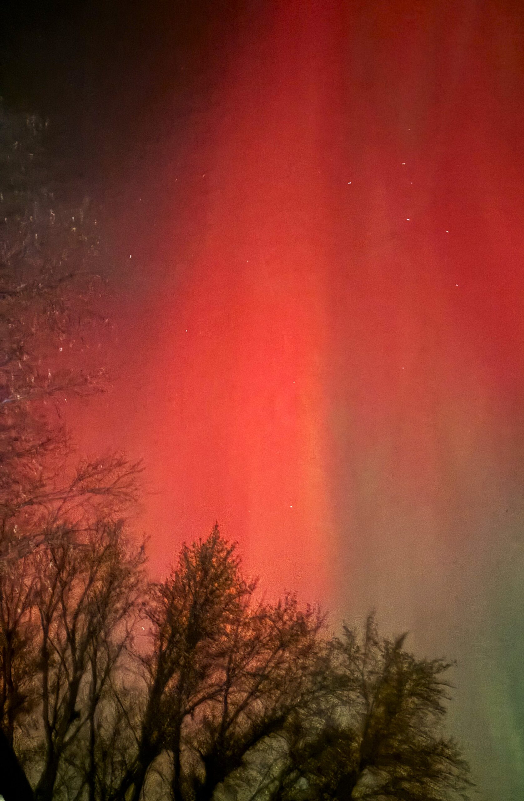Barb Northern Lights