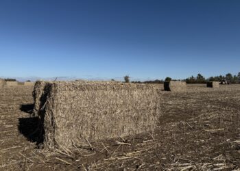2025 11 7 Hemp bales in Wakonda