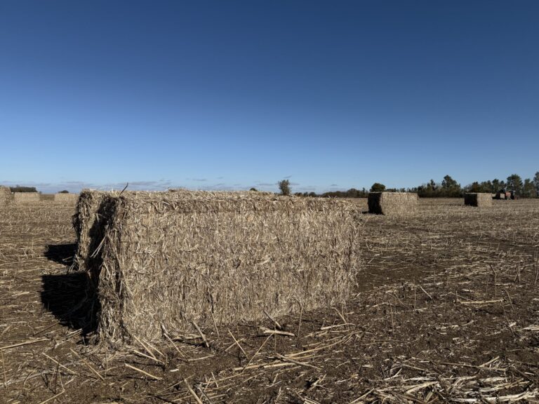 2025 11 7 Hemp bales in Wakonda