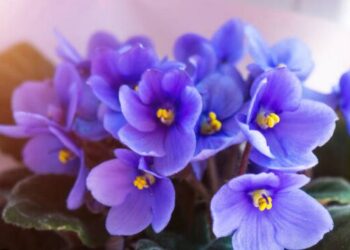 African Violet flowers