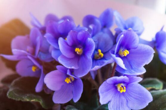 African Violet flowers