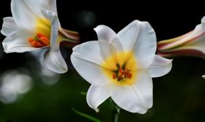 Lilies