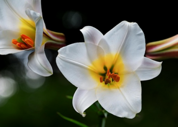 Lilies